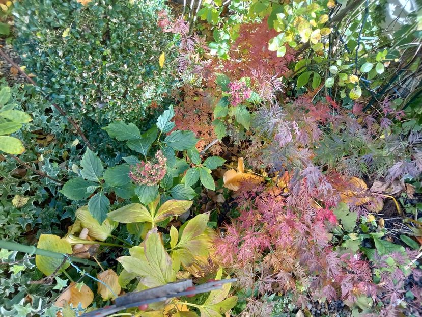  - Grădina 2021 continuare 3