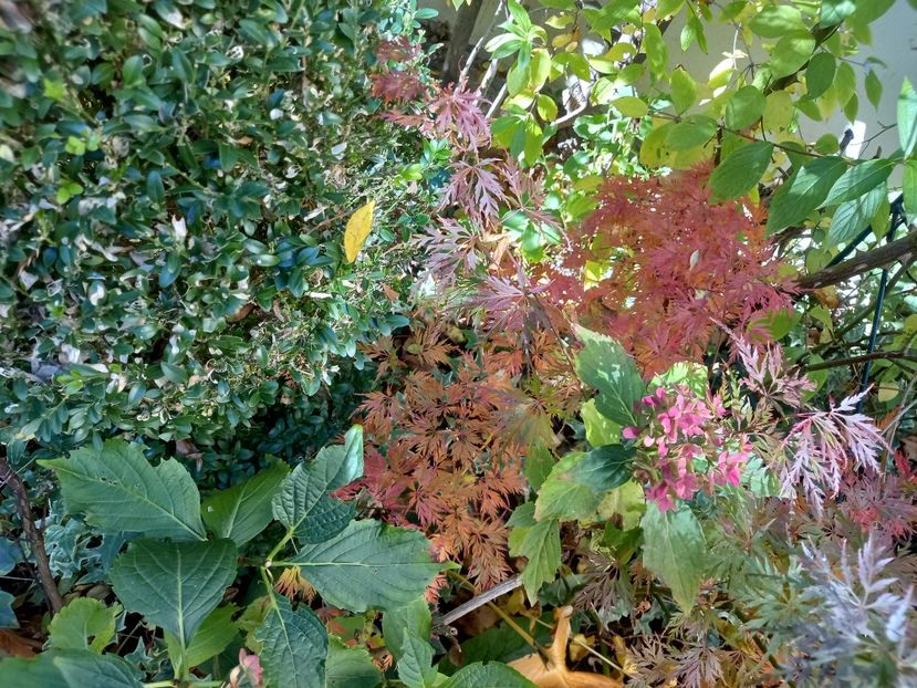  - Grădina 2021 continuare 3