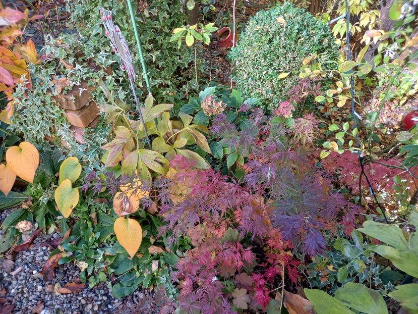  - Grădina 2021 continuare 3