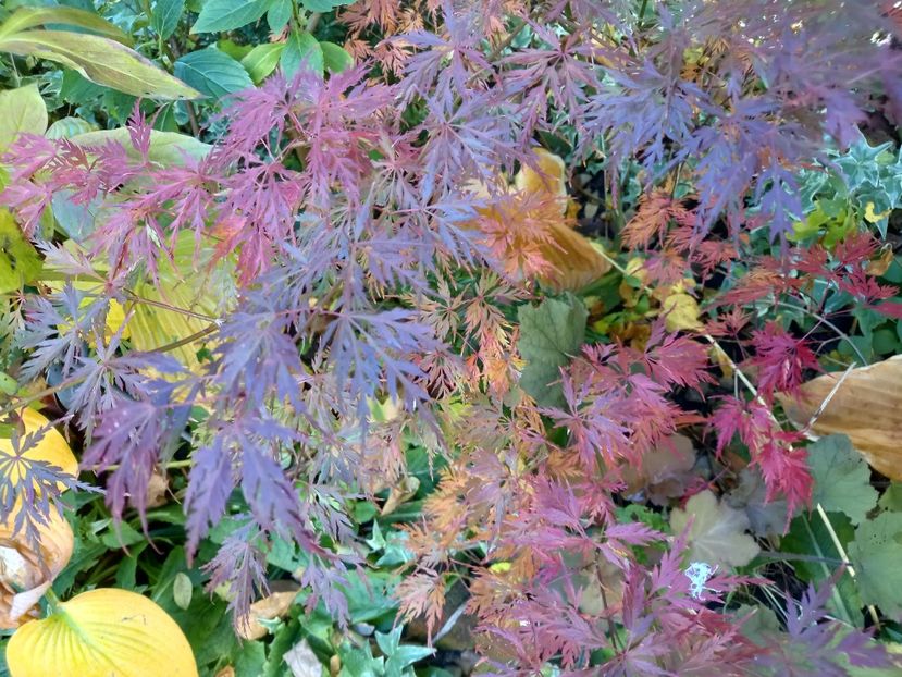  - Grădina 2021 continuare 3