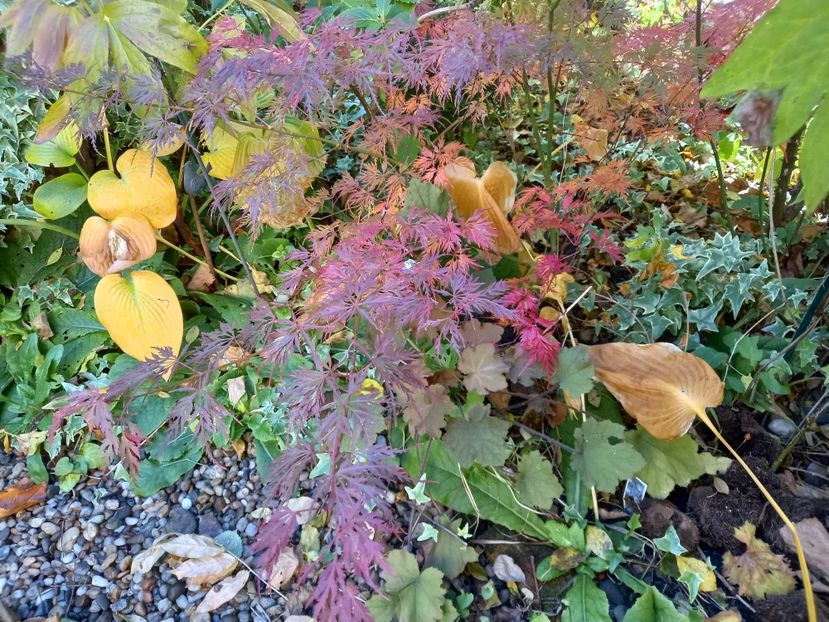  - Grădina 2021 continuare 3