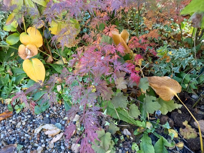  - Grădina 2021 continuare 3