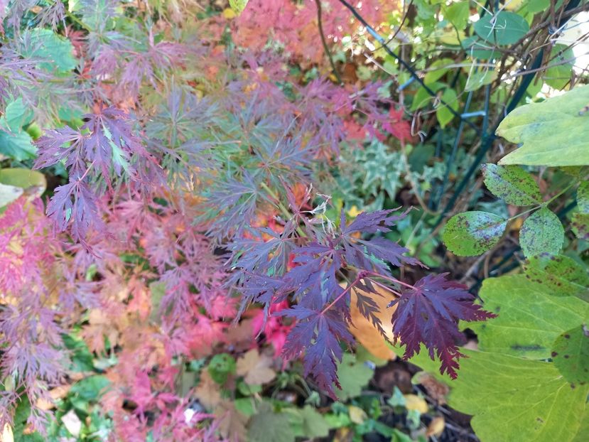  - Grădina 2021 continuare 3