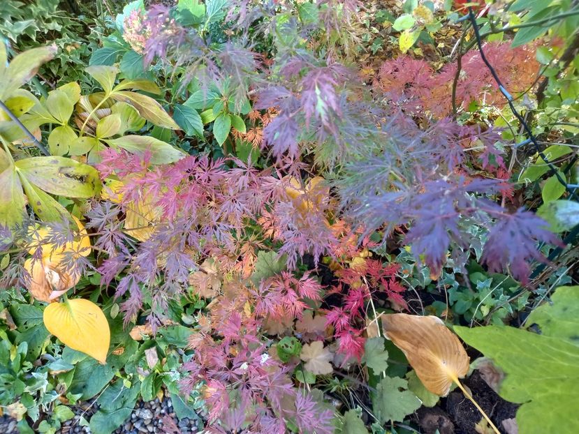  - Grădina 2021 continuare 3