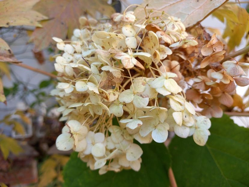  - Grădina 2021 continuare 3