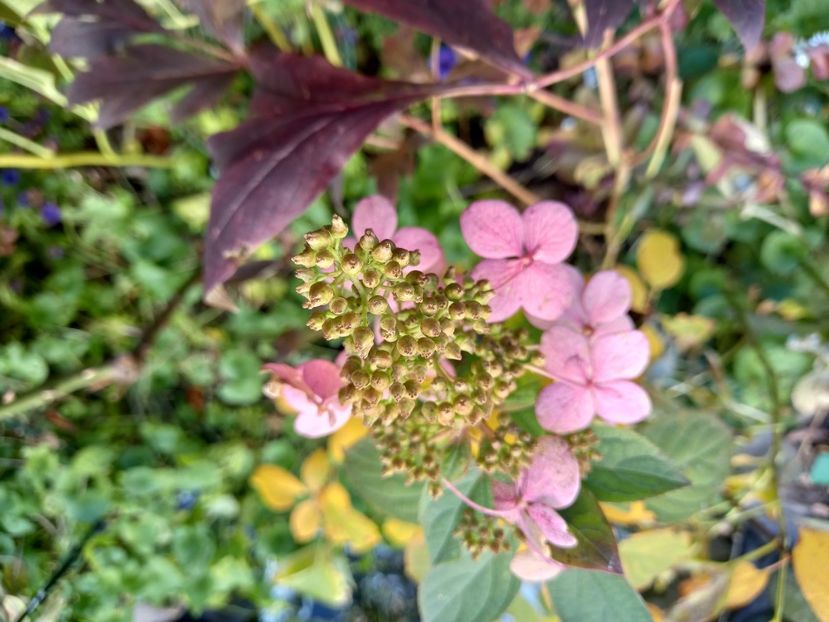  - Grădina 2021 continuare 3