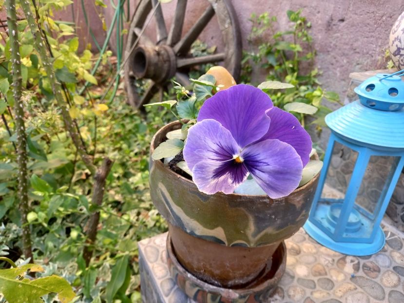  - Grădina 2021 continuare 3