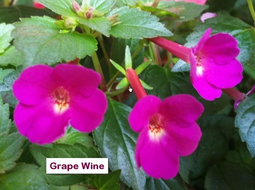Grape Wine - Grape Wine