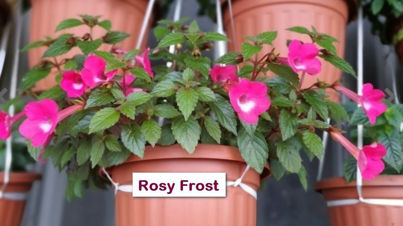 Rosy Frost - Rosy Frost