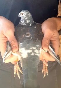 Screenshot_20211028-122554_Video trimmer - 2021