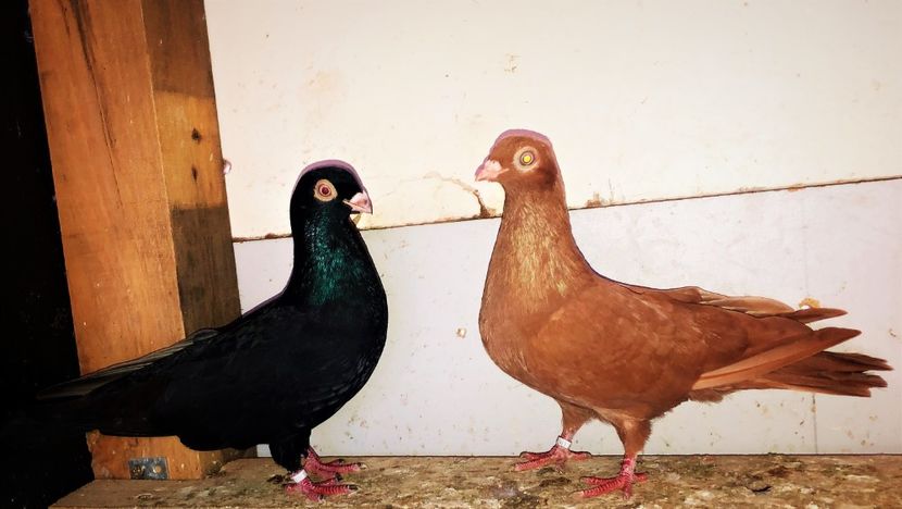  - 02 de prin volieră