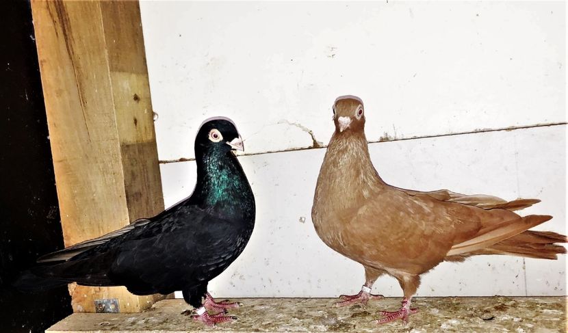  - 02 de prin volieră