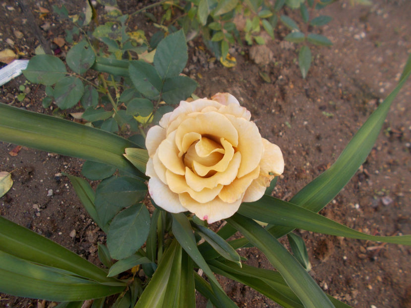 colonel mustard - Trandafiri-2021