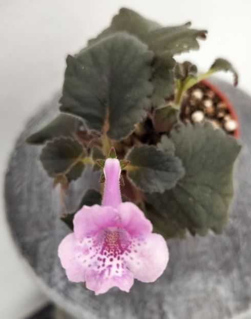 BE-!5 - Sinningia mini