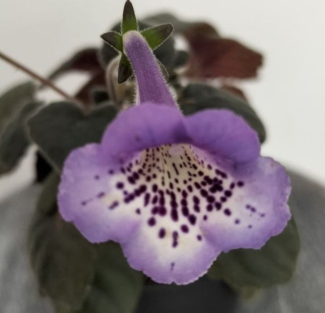 Party Dude - Sinningia mini