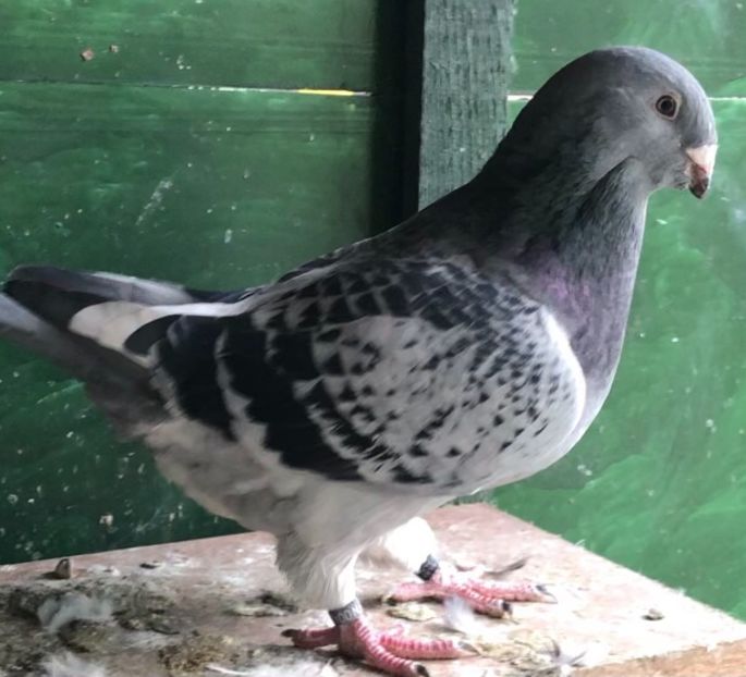 Vanduta - Femele pentru 2022