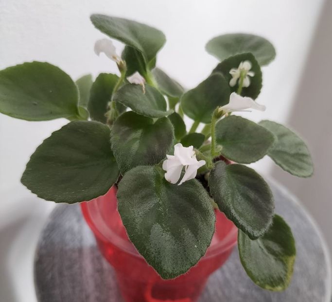 30 octombrie 2021 - Wesley s HooDoo Priestess