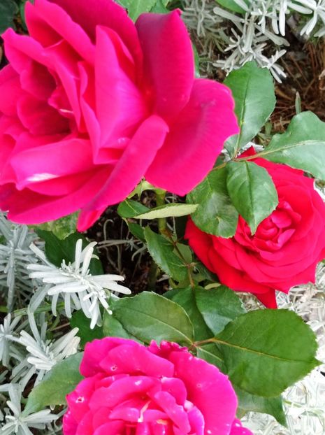 - dragostea  de natura