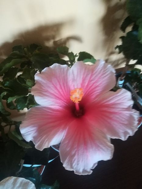  - Hibiscus 2021