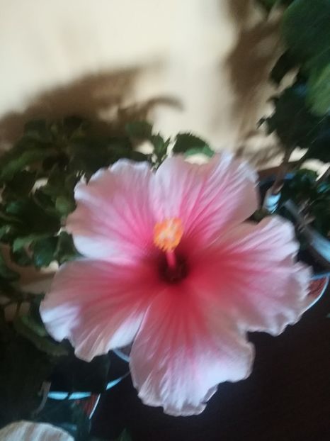  - Hibiscus 2021