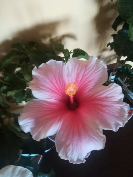  - Hibiscus 2021