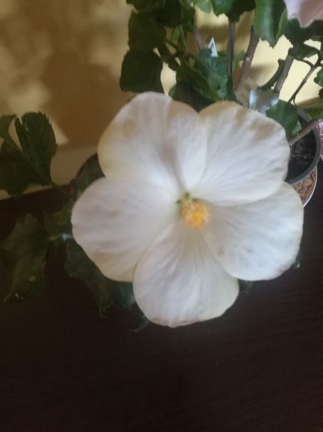 San Remo - Hibiscus 2021