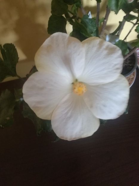 - Hibiscus 2021