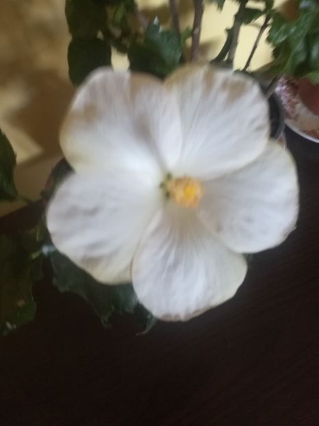  - Hibiscus 2021