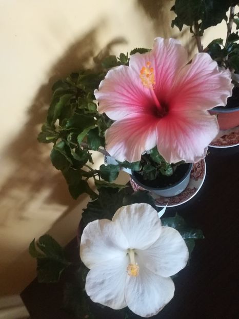  - Hibiscus 2021
