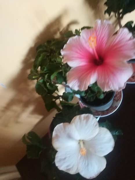  - Hibiscus 2021