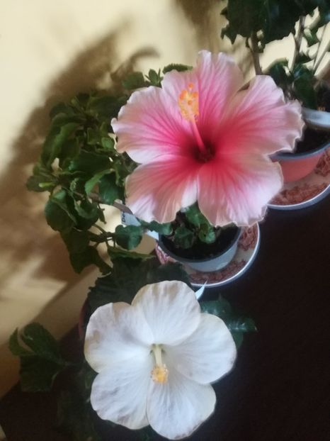  - Hibiscus 2021