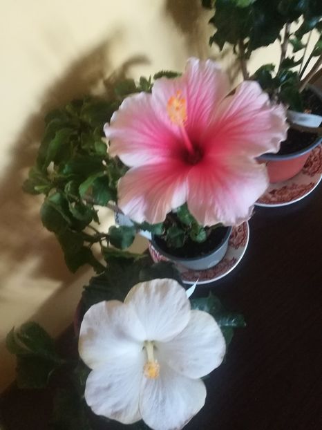  - Hibiscus 2021