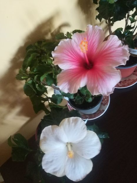  - Hibiscus 2021