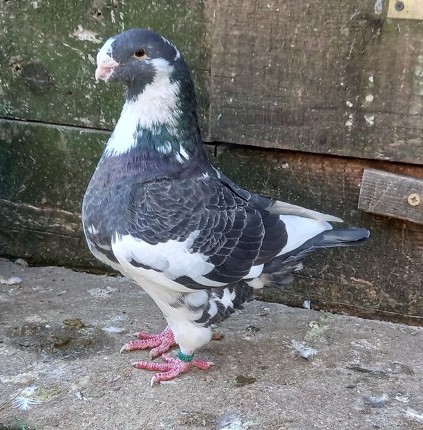 M2019 - Porumbei vânduți!