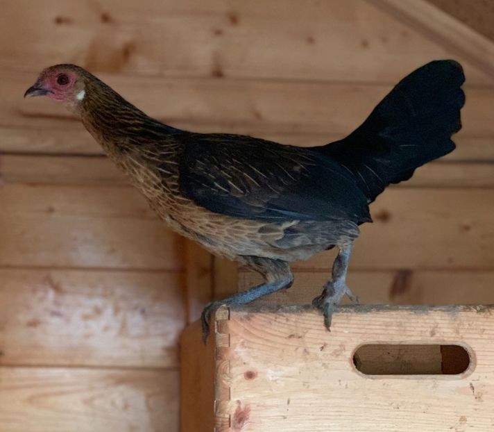  - Pereche de gainuse pitice