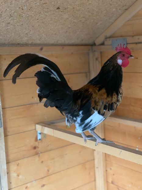  - Pereche de gainuse pitice