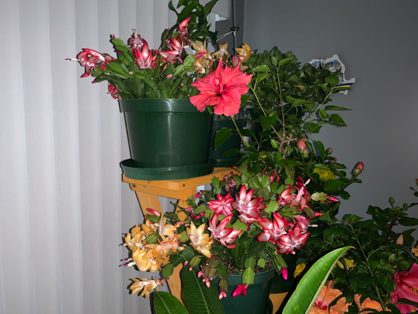  - Plante de interior 2021