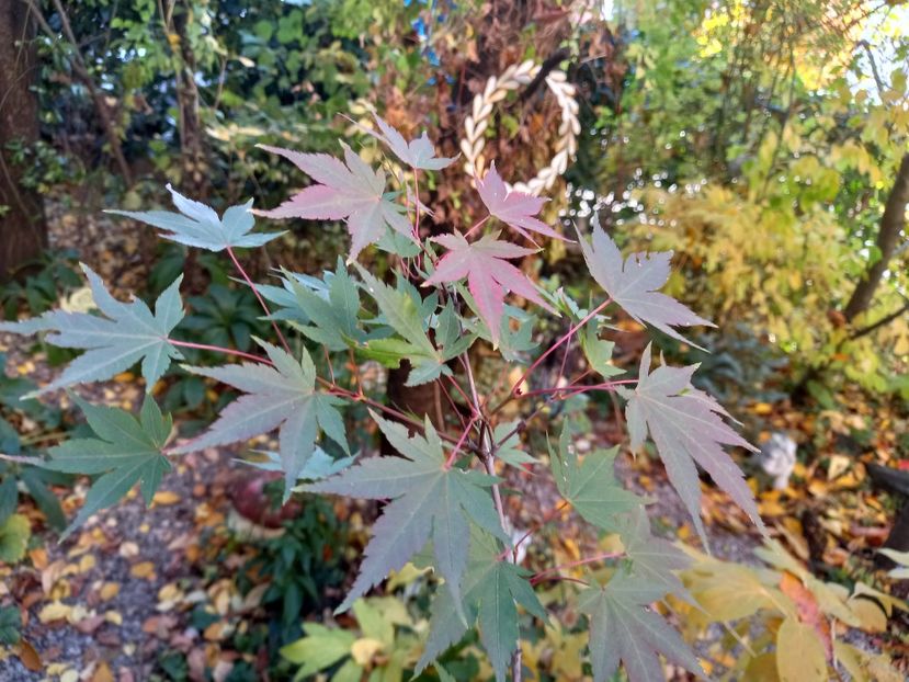 Asahi-Zuru - Grădina 2021 continuare 3