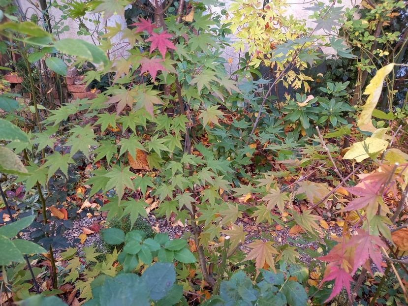 Asahi-Zuru - Grădina 2021 continuare 3