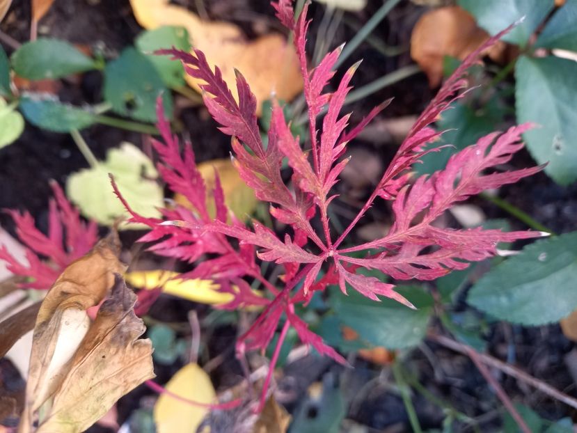 Garnet - Grădina 2021 continuare 3