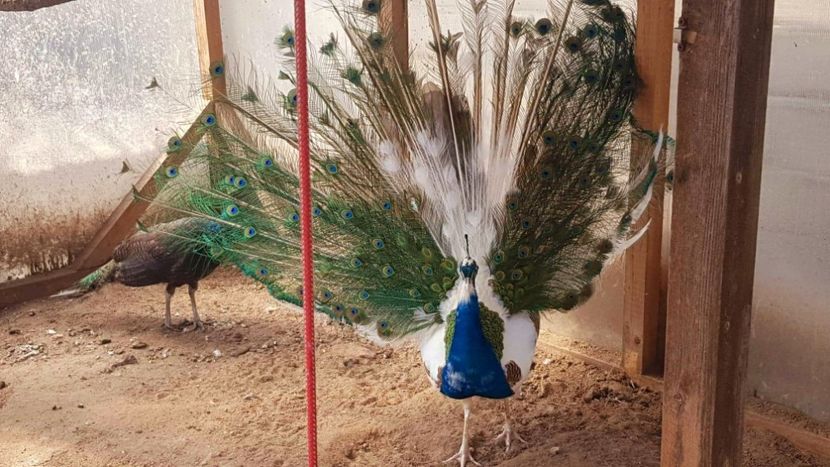 received_1128232417598543 - PAUNI