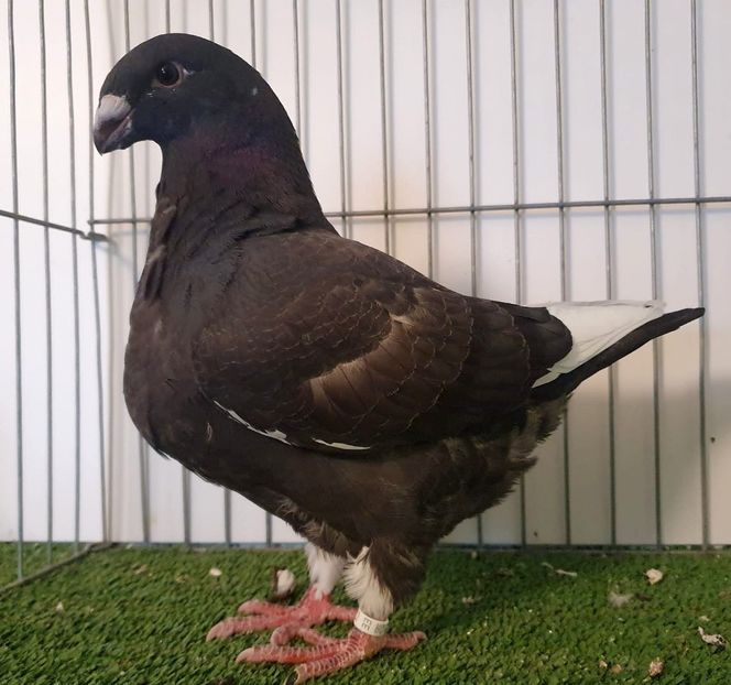 Mascul 2021 - Pui 2021