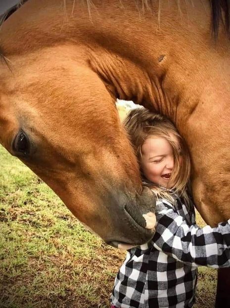  - Cai animale nobile