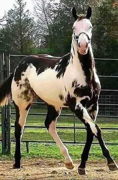  - Cai animale nobile