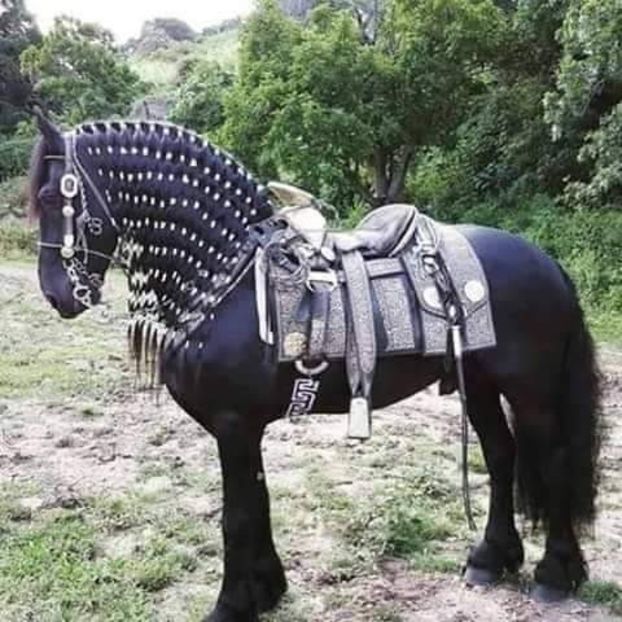  - Cai animale nobile