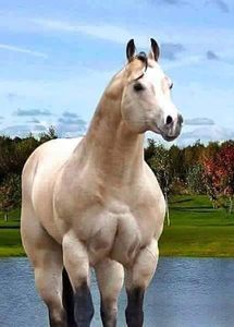  - Cai animale nobile