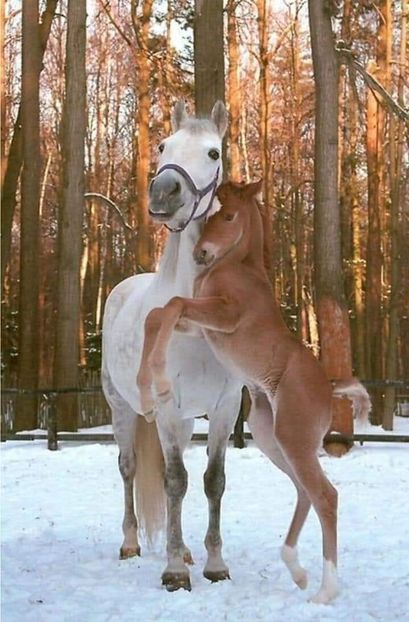  - Cai animale nobile