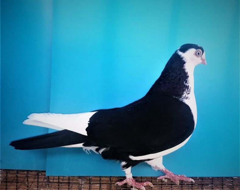 12206  femelă  2021_1 - tineret 2021