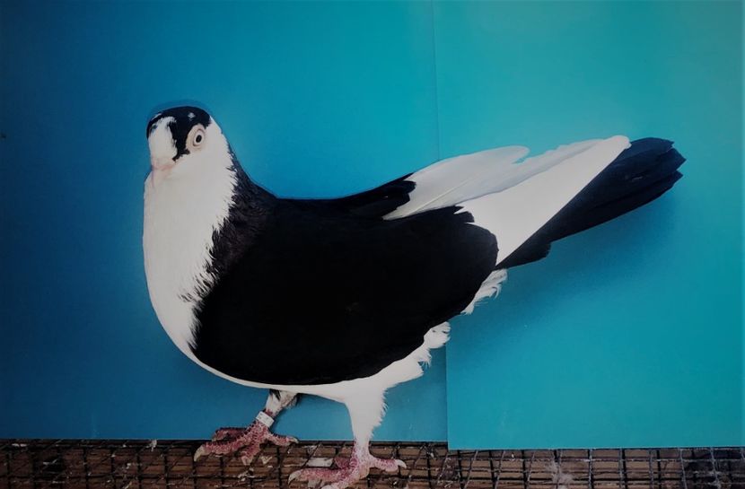 12206  femelă  2021_2 - tineret 2021