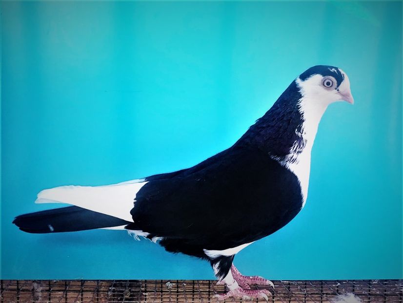 12206  femelă  2021_3 - tineret 2021